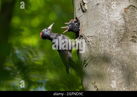 Carpintero negro (Dryocopus martius) hembra alimentando a jóvenes / pollitos / nidos en el agujero del nido en el árbol de haya en el bosque en primavera Foto de stock