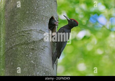 Carpintero negro (Dryocopus martius) macho que alimenta joven / polla / nesting en el agujero del nido en el árbol de haya en el bosque en primavera Foto de stock