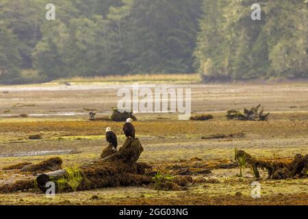 Par de águilas calvas americanas encaramadas con marea baja en el viejo árbol del estuario del río Quatse, Port Hardy, Vancouver Island, BC, Canadá Foto de stock