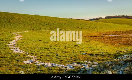 Línea de nieve y ciervo de huevas que pastan la colina verde en la tarde de los inviernos en Dumfries y Galloway, Escocia