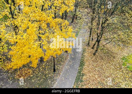 paisaje otoñal del parque. sendero bajo árboles amarillos brillantes. vista superior desde el drone.