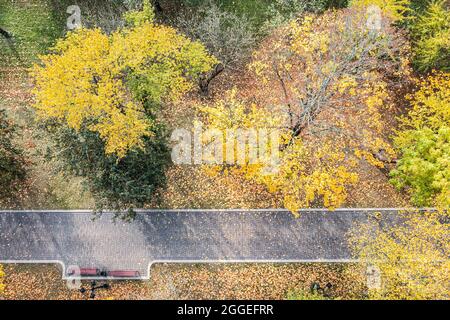 árboles amarillos brillantes y pasarela en el parque de otoño en el día soleado. vista de los pájaros.
