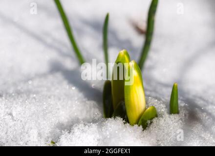 Brotes de flores de primavera crawlштп¡n fuera de debajo de la nieve Foto de stock