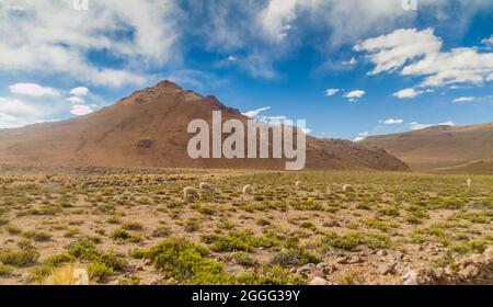 Rebaño de lamas en el altiplano en Bolivia Foto de stock