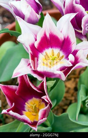 Primer plano de tulipa Claudia mostrando estambre y estigma Un tulipán bicolor púrpura y blanco perteneciente al grupo de tulipanes floreados Lily División 6 Foto de stock