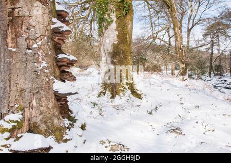 Hongos del soporte que crecen en los árboles de haya en invierno, Devon del oeste