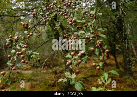 Cordatos de Pyrus conocidos como frutos silvestres de árboles de pera de Plymouth Foto de stock