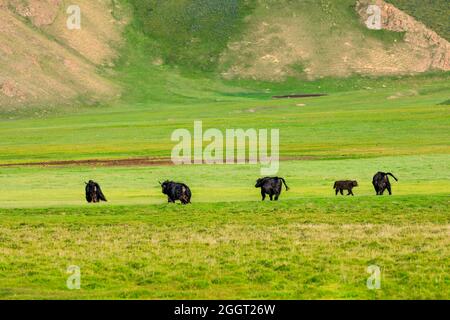 Yaks en la pastura verde. Foto de stock
