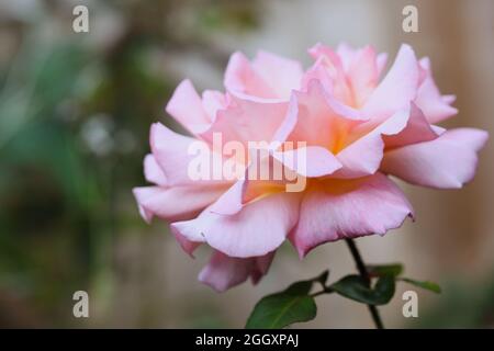 Rosa 'Reina de Inglaterra ' Reina Elizabeth Rose ' (Rosa grandiflora) Foto de stock