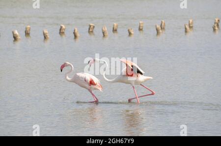 Manada de flamencos en su ecosistema natural, Phoenicopterus Foto de stock