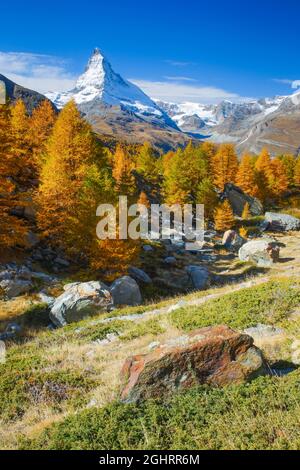 Matterhorn y alerce, Valais, Suiza Foto de stock