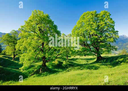 sycamore arce grove en primavera de montaña cerca de Ennetbuehl en Toggenburg, Cantón de St. Gallen, Suiza Foto de stock