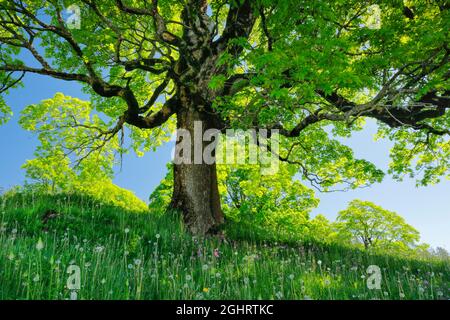 sycamore arce grove en primavera de montaña cerca de Ennetbuehl en Toggenburg, Cantón de St. Gallen, Suiza Foto de stock