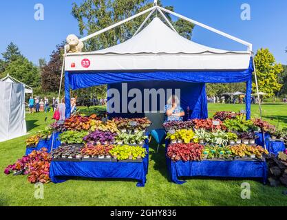 Exposición de heucheras en un puesto en RHS Garden Wisley Flower Show 2021, en el icónico RHS Garden en Wisley, Surrey, en un día soleado a principios de septiembre Foto de stock