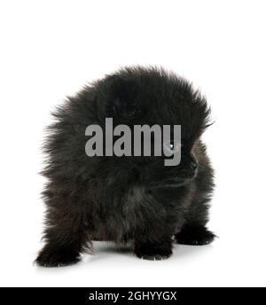 Pomerania jóvenes delante de un fondo blanco