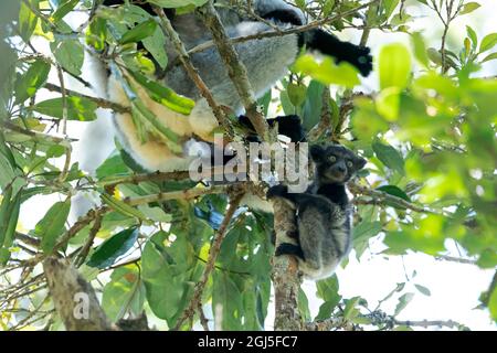 África, Madagascar, Parque Nacional Andasibe-Mantadia, Reserva Especial Analamazoatra. Un bebé indri se queda junto a su madre en lo alto de los árboles.