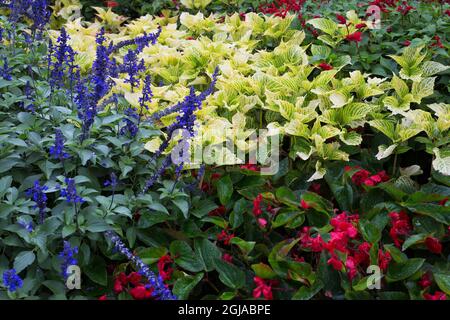 Ala de dragón begonia Fotografía de stock - Alamy