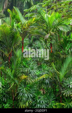 Estados Unidos, Hawaii, Big Island de Hawaii. Hawaii Tropical Botanical Gardens, corteza roja de palma de cera de sellado, también conocida como palmera de lápiz labial, que son nativas del cisne costero