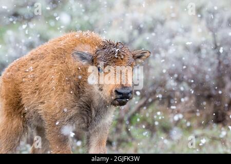 Parque Nacional Yellowstone. Un joven becerro de bisonte americano está parado en una tormenta de nieve. Foto de stock