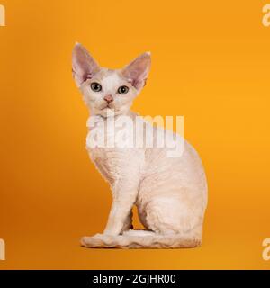 Tonkinese Devon Rex gato gatito, sentados a los lados, mirando hacia la cámara con ojos verdes. Aislado sobre fondo amarillo naranja. Foto de stock