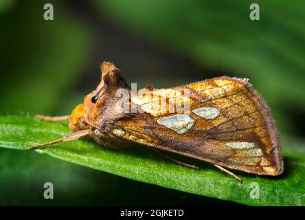 Oro mancha Moth (Plusia festucae) Foto de stock