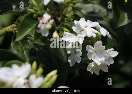 Ramo de jazmines fotografías e imágenes de alta resolución - Alamy