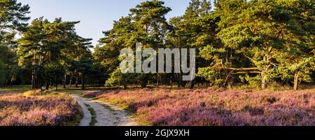 Panorama con brezo en flor y árboles en Planken Wambuis y Ginkel heath, Veluwe en Ede en los Países Bajos Foto de stock