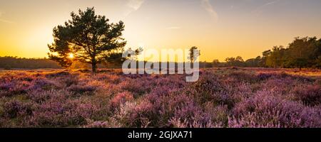 Panorama con brezo en flor y árboles en Planken Wambuis y Ginkel heath, Veluwe en Ede en los Países Bajos Foto de stock