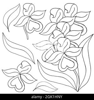 Orquídeas. Conjunto de orquídeas. Flores monocromas, elementos. Flores  bonitas con un estilo de dibujo a mano Imagen Vector de stock - Alamy