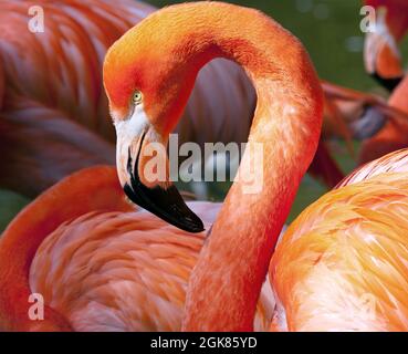 American Flamingo - Phoenicopterus ruber - hermoso pájaro de color rojo Foto de stock