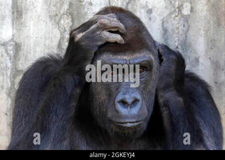 Gorila occidental de tierras bajas (gorila gorila), hembra, cautivo Foto de stock