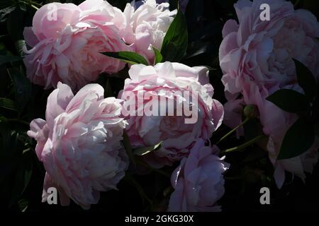 Flores de peonías de color rosa doble Sra. Franklin D. Roosevelt. Flores en el sol de la mañana. Foto de stock