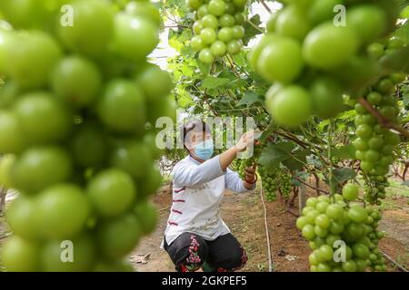 Los agricultores recogen uvas en una base de cultivo de uvas en la ciudad de Lianyungang, provincia de Jiangsu, al este de China, del 7 al 22 de septiembre de 2021. (Foto de ChinaImages/Sipa USA)