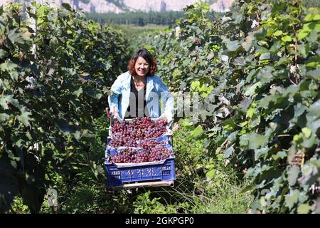 Los agricultores recogen uvas en una base de cultivo de uvas en la ciudad de Tangshan, provincia de Hebei, al norte de China, del 7 al 9 de septiembre de 2021. (Foto de ChinaImages/Sipa USA)