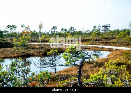 Paisaje otoñal de pantanos en el Parque Nacional Kemeri