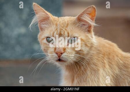 Gato doméstico salvaje abandonado en cementerio con enfoque selectivo Foto de stock