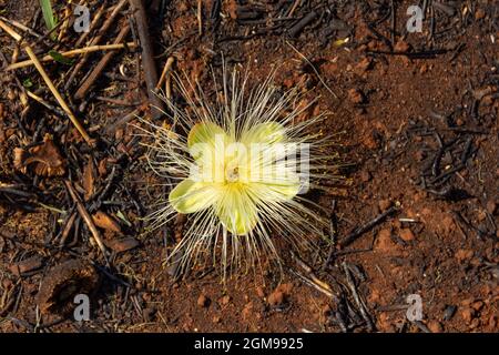 Flor de pequi tumbada en el suelo. Árbol típico del Cerrado de Goiás. (Caryocar brasiliense) Foto de stock