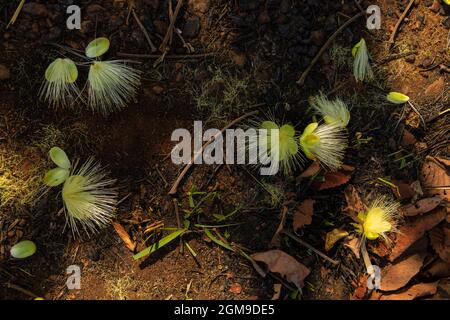 Flores de pequí en el suelo. Árbol típico del Cerrado de Goiás. (Caryocar brasiliense). Foto de stock