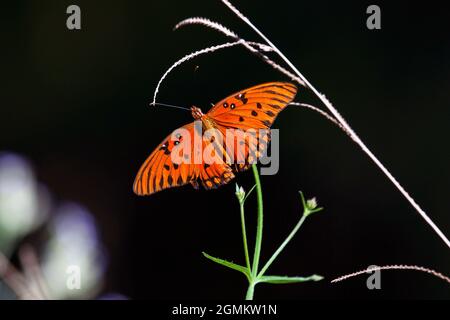 Mariposa frutillaria del golfo sobre flores silvestres Foto de stock