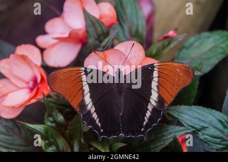 La mariposa de la página con punta de Rusty (Siproeta epaphus) en Mariposario (la Casa de las Mariposas) en Mindo, Ecuador Foto de stock