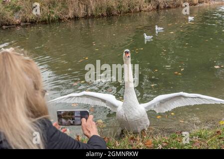 Mujer adulta tomando una foto con su teléfono de un cisne con alas esparcidas en el banco del estanque. Concepto de animales en el medio silvestre. Foto de stock