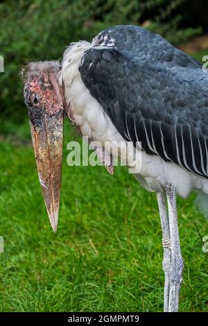 Marabou stork (Leptoptilos crumenifer / Leptoptilos crumeniferus) primer plano que muestra el pico grande y el saco anular, nativo de África Foto de stock