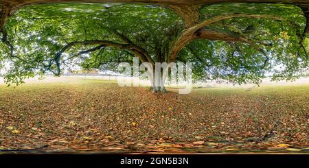 Vista panorámica en 360 grados de 360 panorama esférico capturado bajo un árbol antiguo
