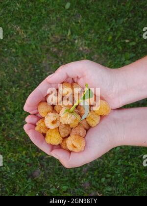 Un puñado de frambuesas amarillas recién recogidas en manos femeninas Foto de stock