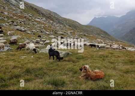 Tres perros ovinos, entre los cuales un Patou, que guarda un rebaño de ovejas de lobos, en los Alpes suizos