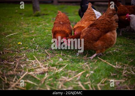 Foto cercana de tres pollos marrones alimentando y buscando algo en el suelo en la hierba con otros pollos en el fondo en una granja