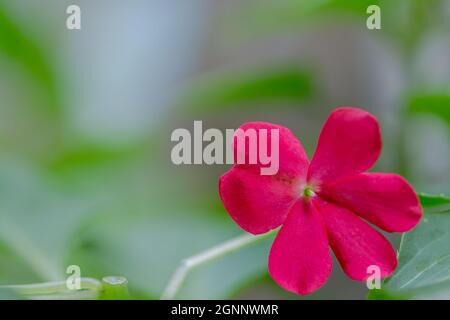 Flor de Balsam o Impatiens balsamina en flor sobre un fondo borroso Foto de stock