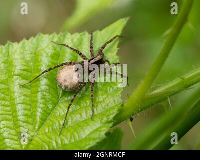 Wolf Spider, (Pardosa amentata), East Bean Woodlands, Kent Reino Unido, mujer con saco de huevo