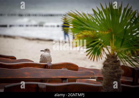 una gran gaviota se encuentra en la parte trasera de un banco de madera marrón en la playa