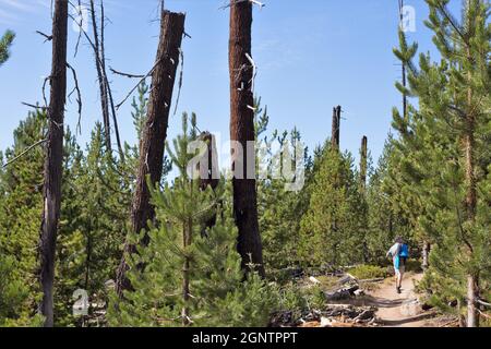 Un hombre caminando por un camino a través de restos quemados de árboles, junto al nuevo crecimiento, del fuego de Charlton de 1996 cerca del lago Waldo en Oregon. Foto de stock